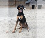 Small #7 Coonhound-Doberman Pinscher Mix