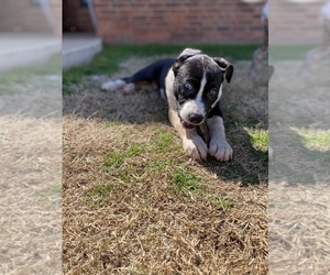American Staffordshire Terrier-Siberian Husky Mix Puppy for Sale in MOORE, Oklahoma USA