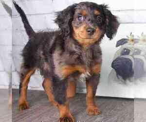Cavapoo-Miniature Australian Shepherd Mix Puppy for sale in RED LION, PA, USA