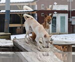 Small #13 Saluki-Whippet Mix