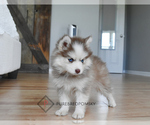 Small #1 Pomsky