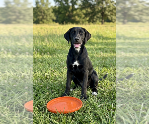 Medium Photo #1 Labrador Retriever-Unknown Mix Puppy For Sale in Genesee, WI, USA