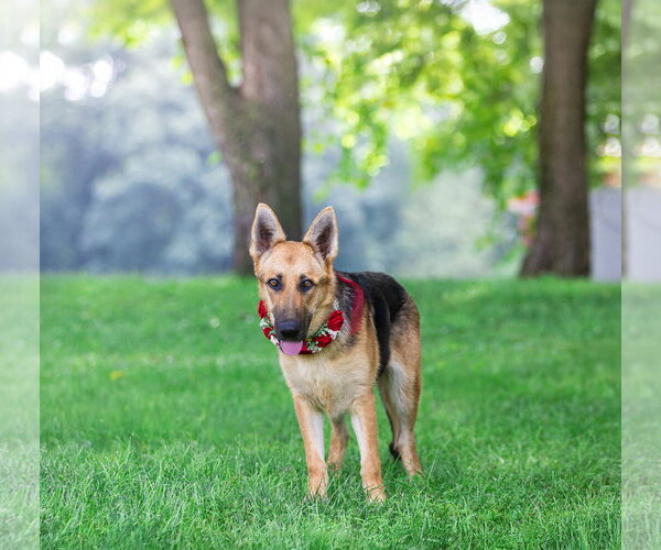 Medium Photo #5 German Shepherd Dog-Unknown Mix Puppy For Sale in Unionville, PA, USA