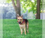 Small #4 German Shepherd Dog Mix
