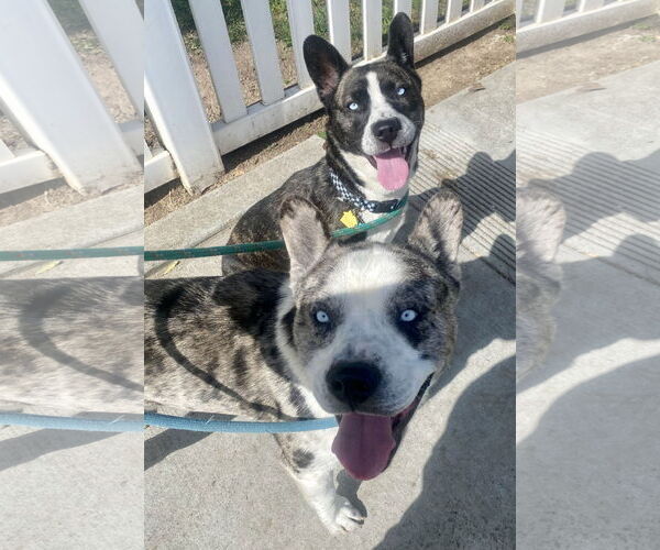 Medium Photo #2 French Bulldog-Huskies  Mix Puppy For Sale in Newport Beach, CA, USA