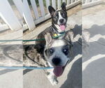 Small #1 French Bulldog-Huskies  Mix