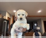 Small #2 Labrador Retriever