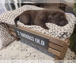 Small Photo #8 Labrador Retriever Puppy For Sale in KATHLEEN, GA, USA