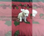 Small Photo #3 Great Pyrenees Puppy For Sale in ALTAVISTA, VA, USA