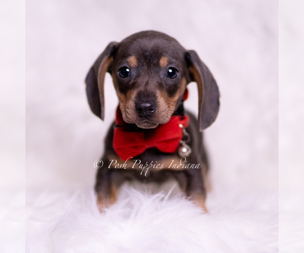 Medium Photo #66 Dachshund Puppy For Sale in WARSAW, IN, USA