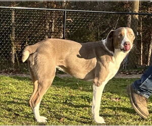 Leo - Male Australian Shepherd-Unknown Mix Dog for Adoption - Photo #4