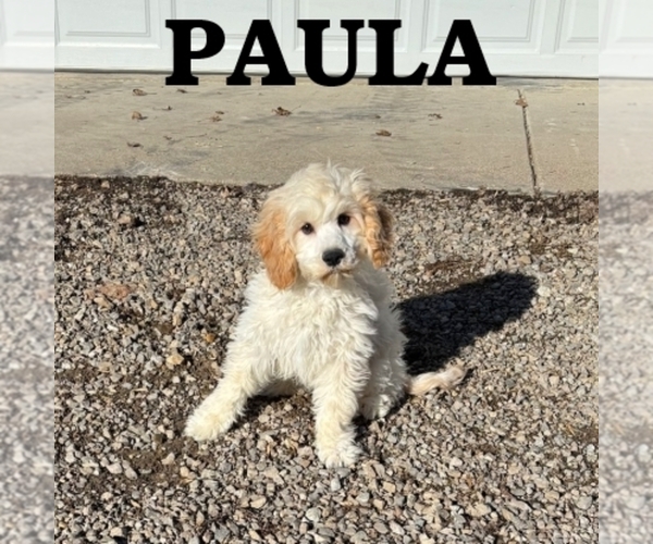 Medium Photo #3 Cock-A-Poo Puppy For Sale in HARTLAND, MN, USA