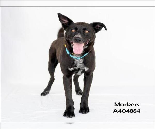 Medium Photo #3 Labrador Retriever-Unknown Mix Puppy For Sale in Conroe, TX, USA