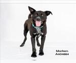 Small #2 Labrador Retriever Mix