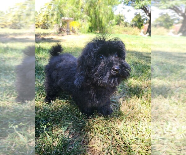 Medium Photo #5 Maltipoo Puppy For Sale in TEMECULA, CA, USA