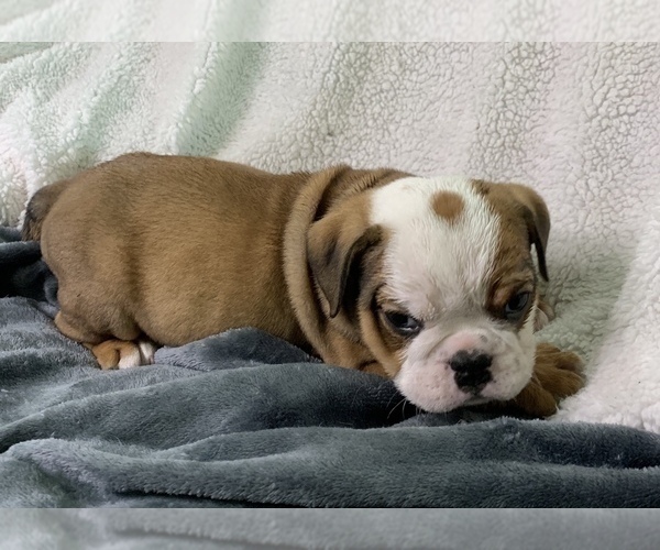 Medium Photo #6 English Bulldog Puppy For Sale in JOHNS ISLAND, SC, USA
