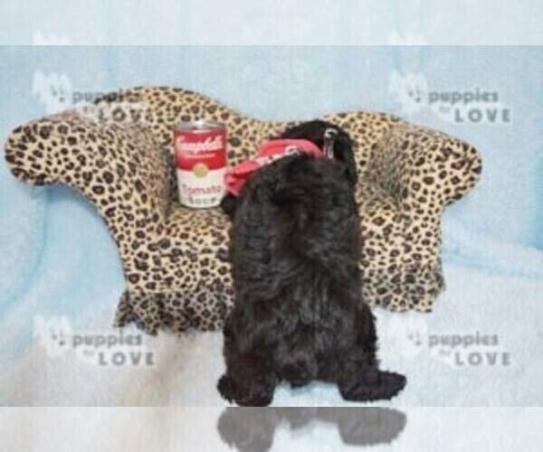 Medium Photo #12 YorkiePoo Puppy For Sale in SANGER, TX, USA