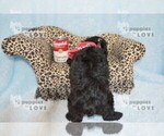 Small Photo #12 YorkiePoo Puppy For Sale in SANGER, TX, USA