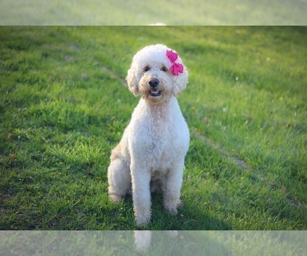 Medium Photo #1 Goldendoodle Puppy For Sale in CARLOCK, IL, USA