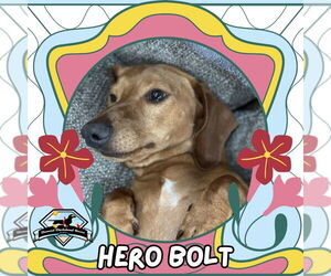 Dachshund Dogs for adoption in San Antonio, TX, USA