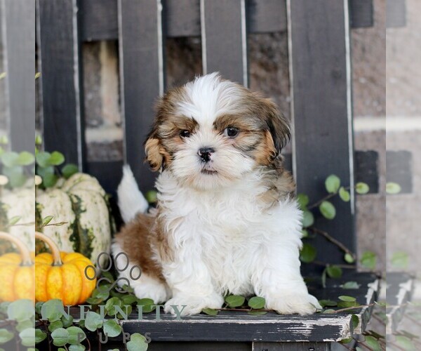 Medium Photo #1 Shih Tzu Puppy For Sale in GORDONVILLE, PA, USA