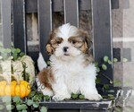 Felix - Male Shih Tzu Puppy for Sale - Small photo