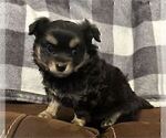 Small #2 Chihuahua