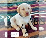 Small Photo #8 Labrador Retriever Puppy For Sale in WILLARD, WI, USA