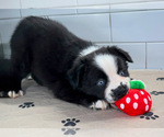 Small #2 Australian Shepherd
