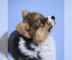 Image preview for Ad Listing. Nickname: Fluffy Corgi