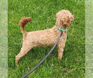 Father of the Cavapoo puppies born on 04/02/2025