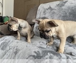 Small Photo #10 French Bulldog Puppy For Sale in MIDDLEBURG, FL, USA