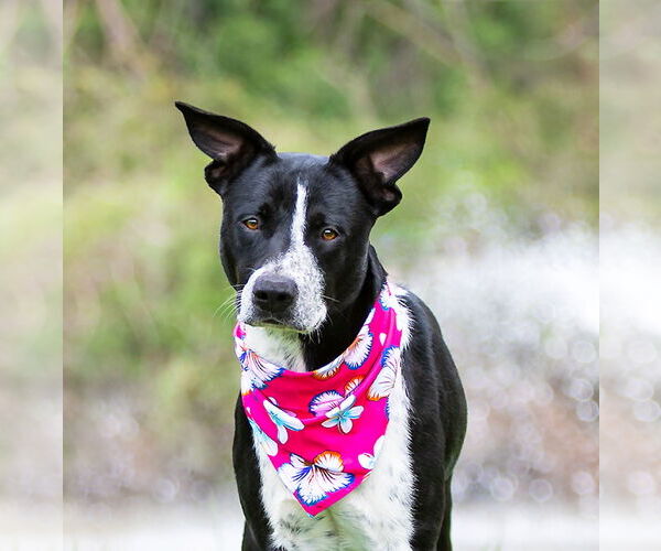 Medium Photo #8 Mutt Puppy For Sale in Unionville, PA, USA