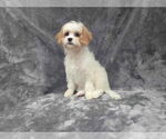 Small #2 Cavapoo