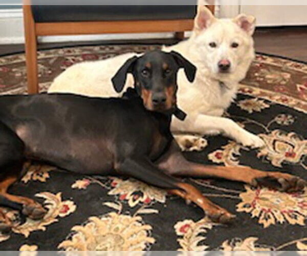 Medium Photo #7 Siberian Husky-Unknown Mix Puppy For Sale in Lake Wylie, SC, USA