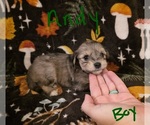 Small #8 Chizer