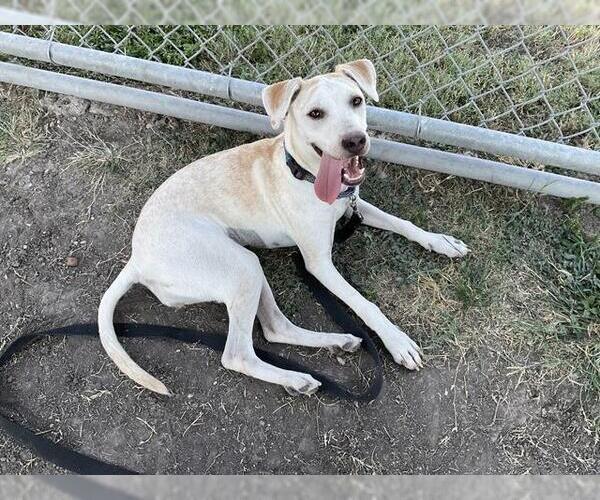 Medium Photo #2 Labrador Retriever-Whippet Mix Puppy For Sale in Corpus Christi, TX, USA