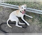 Small #1 Labrador Retriever-Whippet Mix