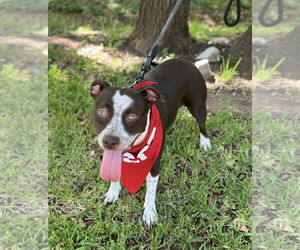 Mutt Dogs for adoption in Euless, TX, USA