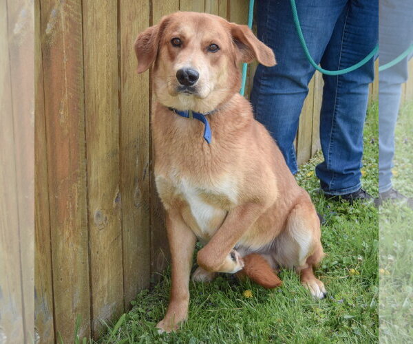 Medium Photo #4 Golden Shepherd Puppy For Sale in Huntley, IL, USA