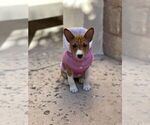 Small Photo #9 Basenji Puppy For Sale in SACRAMENTO, CA, USA