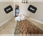 Small #10 Poovanese