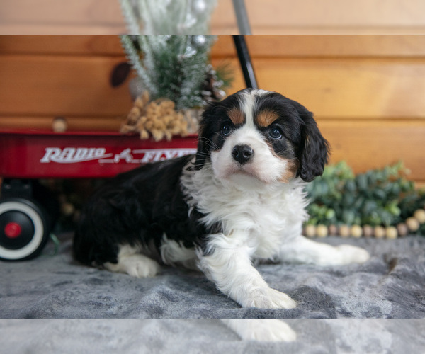 Medium Photo #2 Cavalier King Charles Spaniel Puppy For Sale in MILLERSBURG, OH, USA