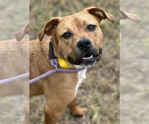 Boxer-Unknown Mix Dogs for adoption in Houston, TX, USA