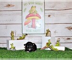 Small Photo #20 Chihuahua Puppy For Sale in CHARLESTON, AR, USA