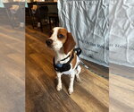 Small #2 Beagle
