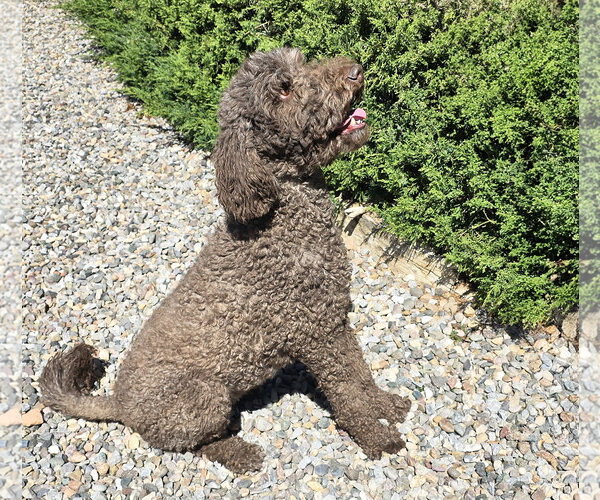Medium Photo #3 Poodle (Standard) Puppy For Sale in Albuquerque, NM, USA