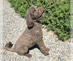 Small #2 Poodle (Standard)