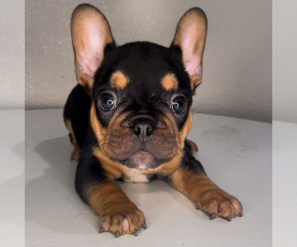 Medium Photo #9 French Bulldog Puppy For Sale in FRESNO, CA, USA