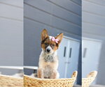 Small #4 German Shepherd Dog Mix